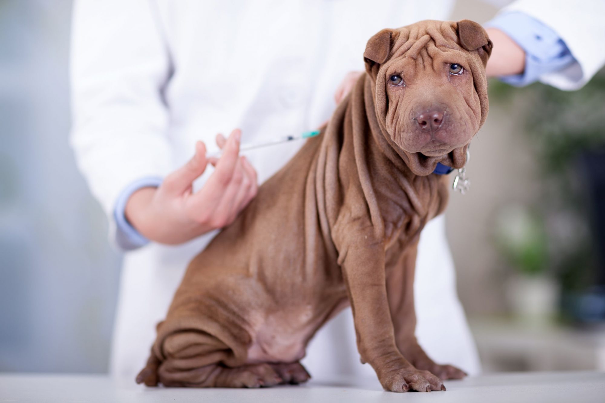 A brown dog receives a vaccination.