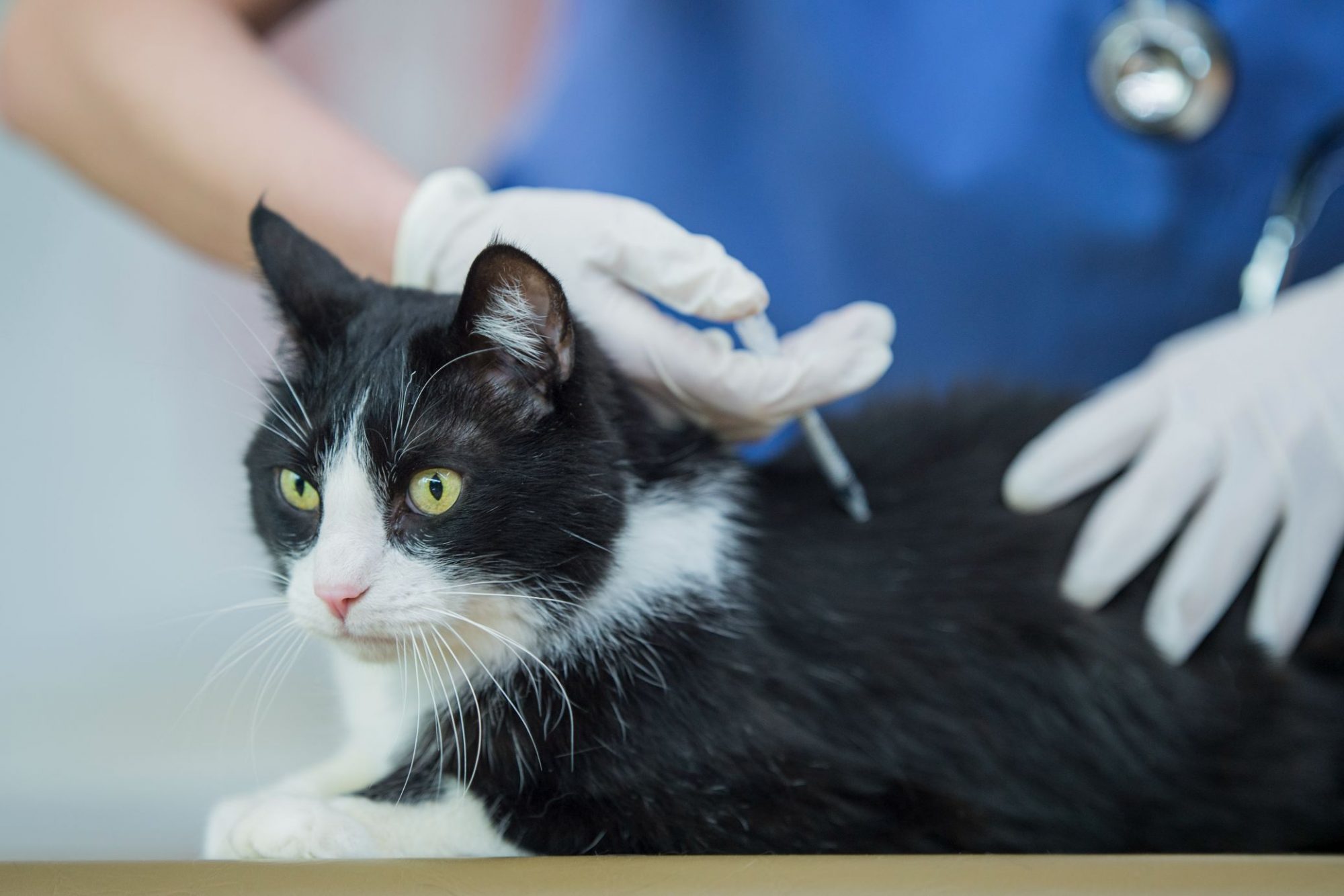 A black and white cat receives a vaccine from a veterinarian. 