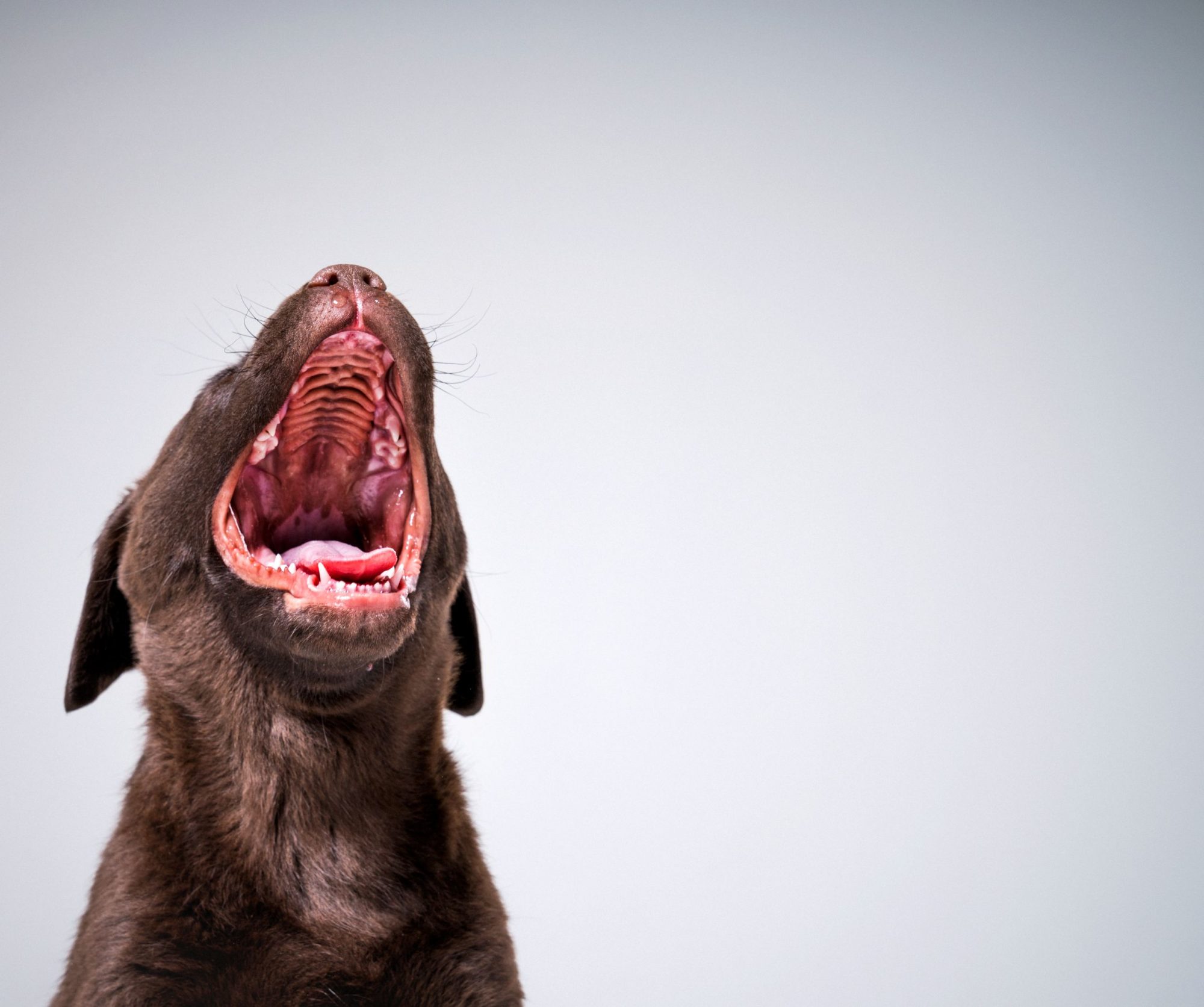 A dog shows off his clean teeth.