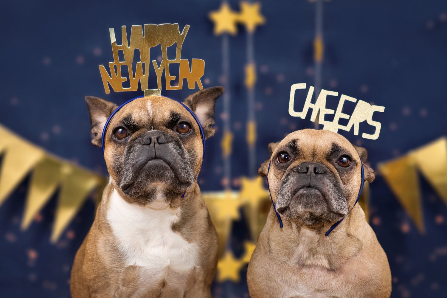 Dogs celebrating new years
