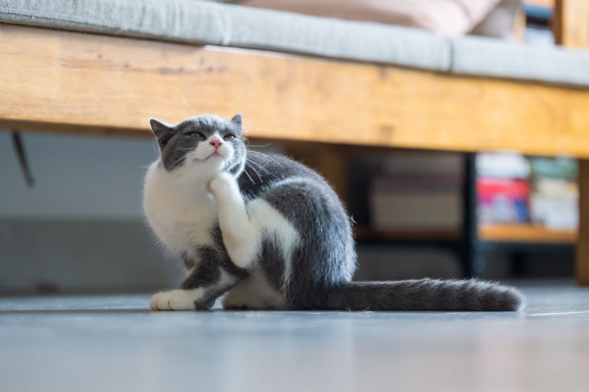 Parasite prevention for cats.