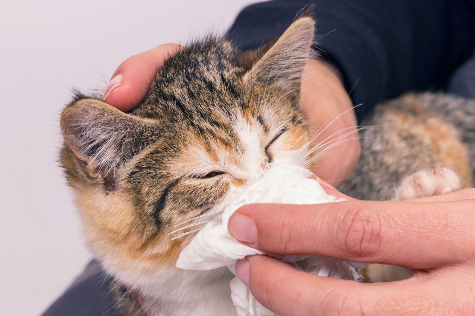 Asthma in Cats What You Need to Know Sky Canyon Animal Hospital