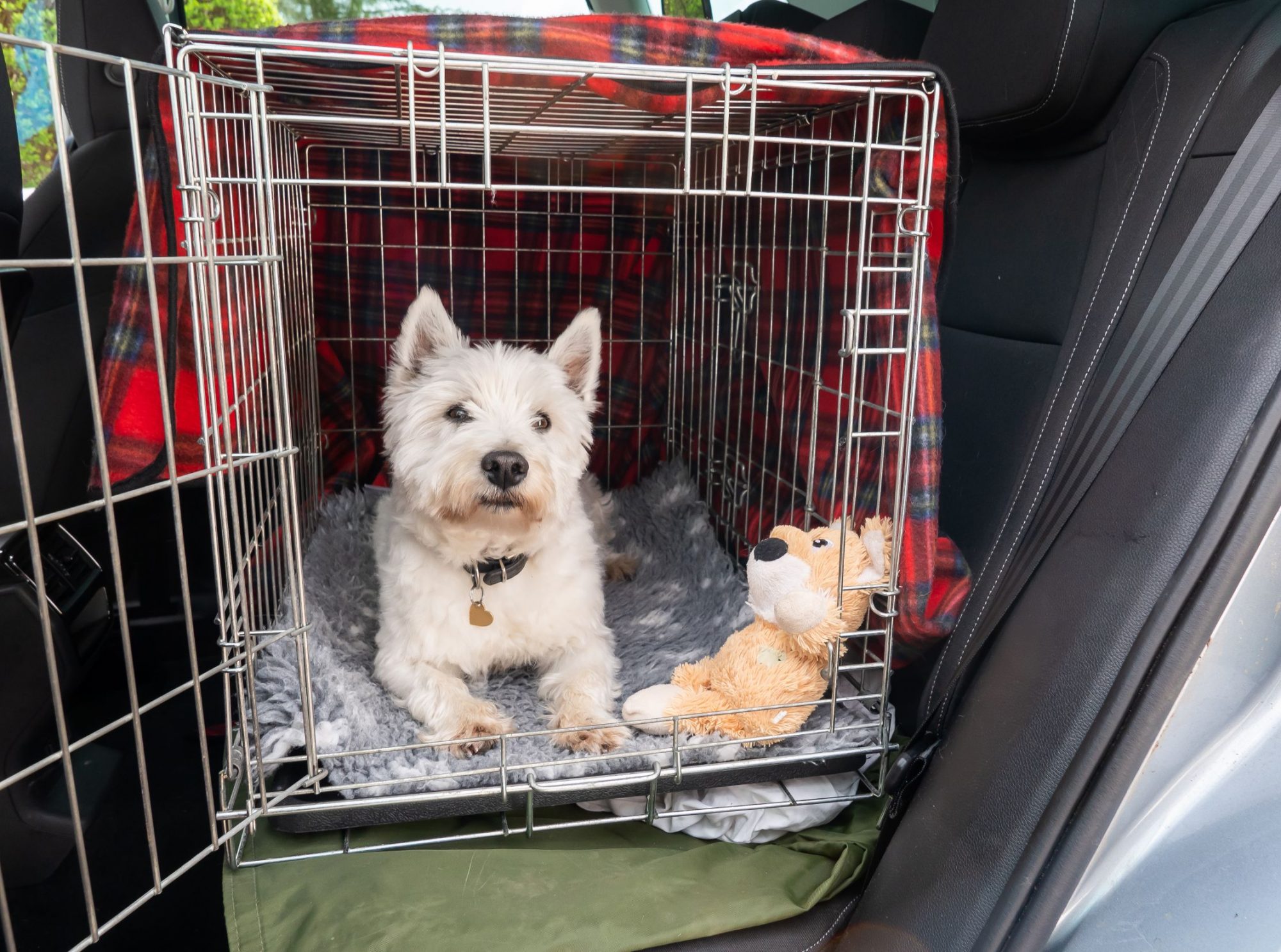 A pet traveling safely in a car.