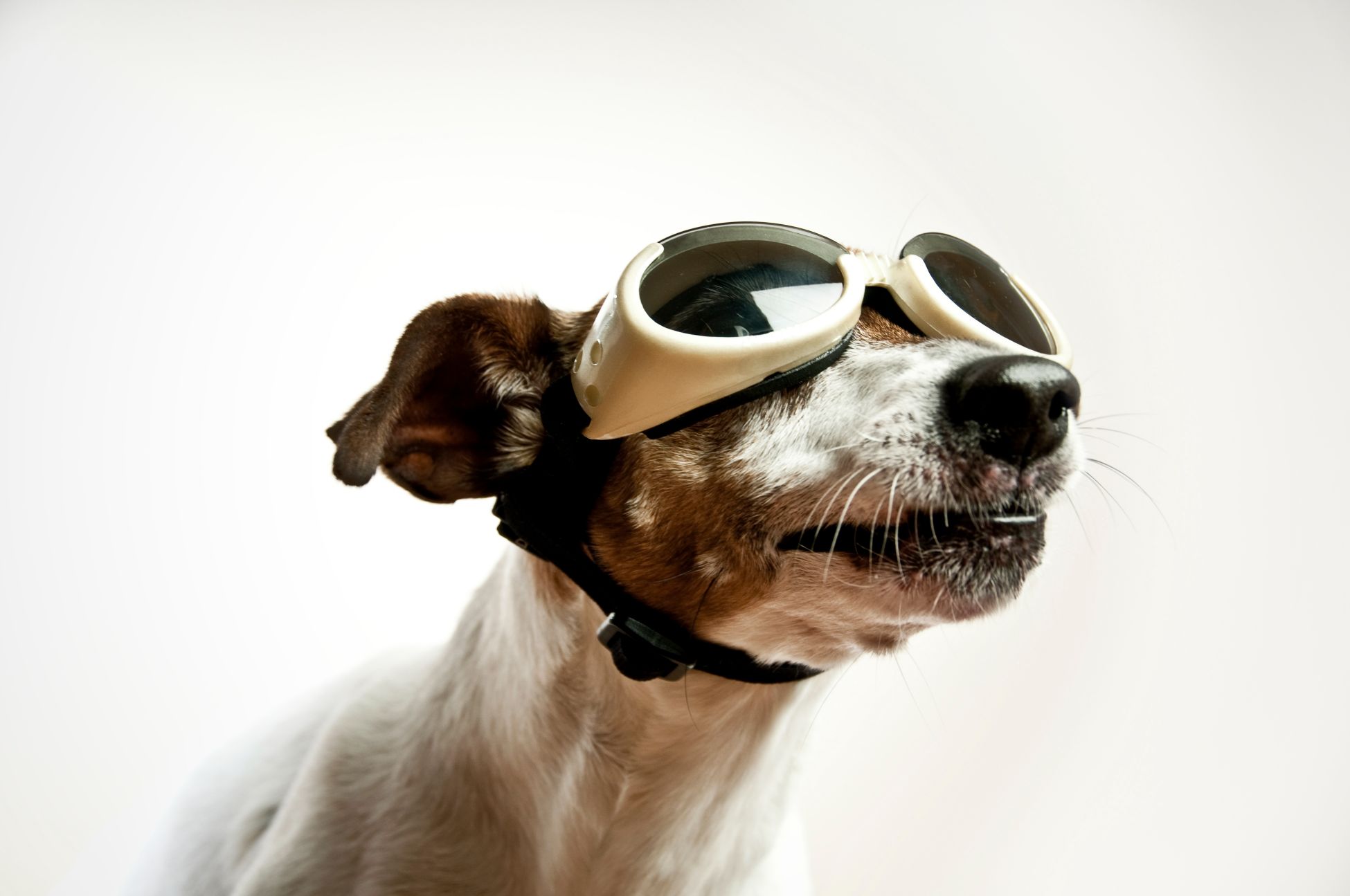 A dog wearing goggles.
