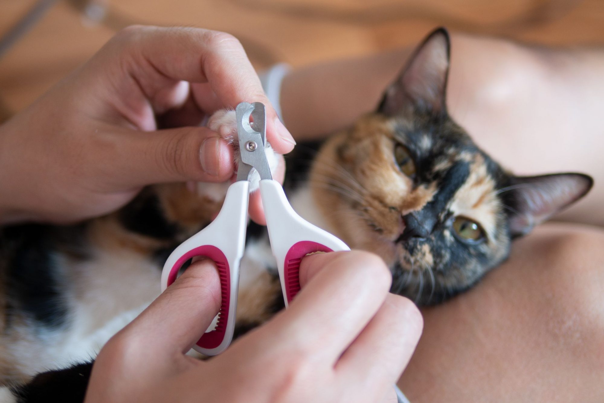 A callico gets her nails trimmed.