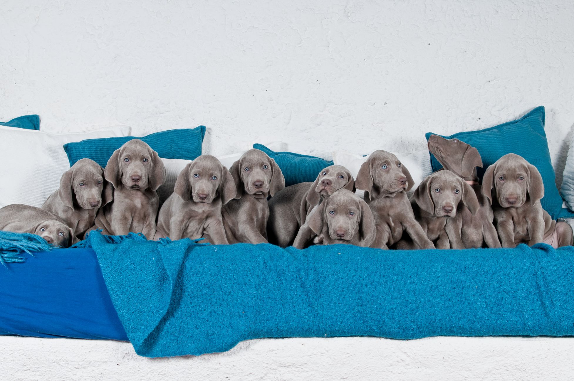 Eleven puppies on a blue couch