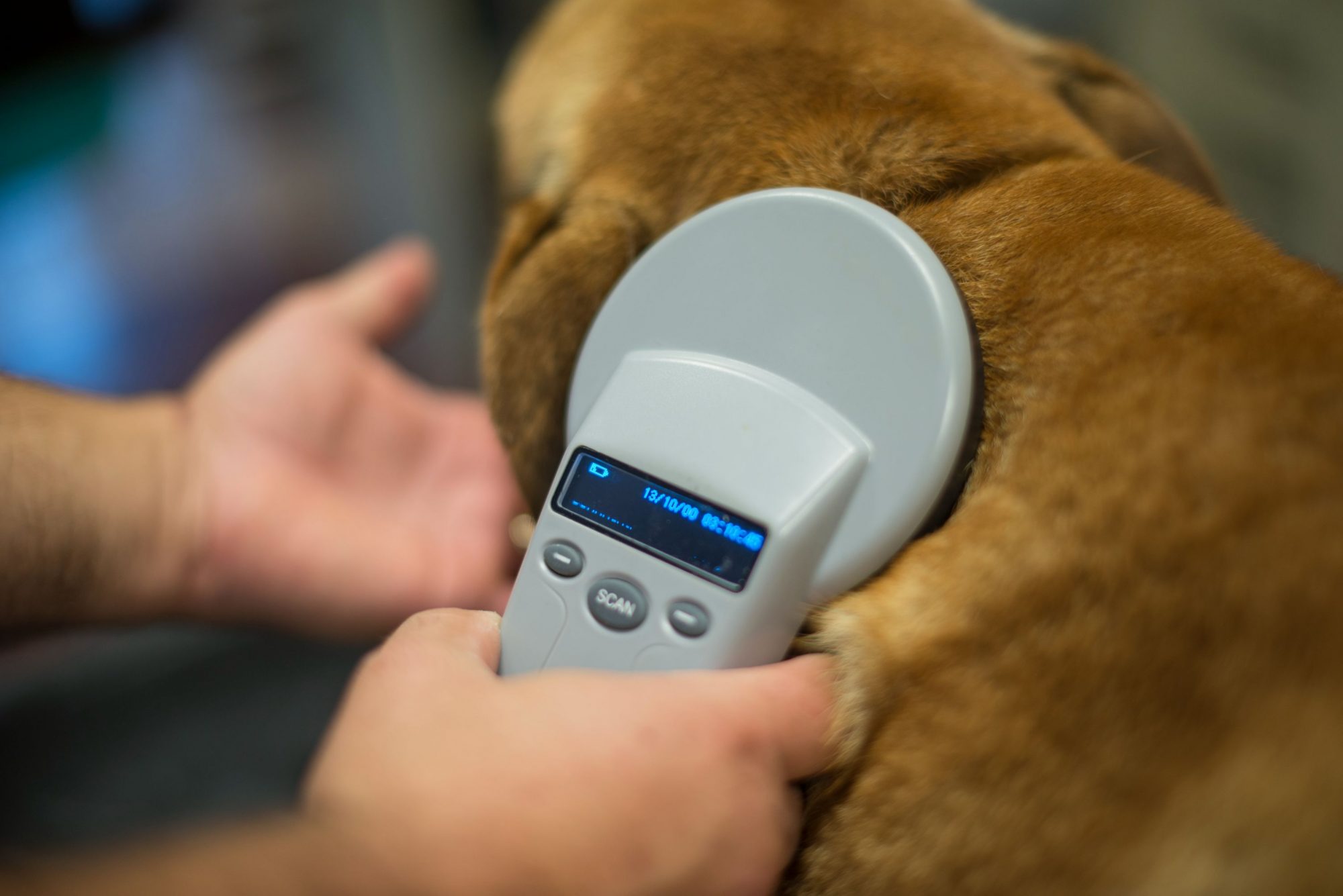 A red dog gets scanned for a microchip.