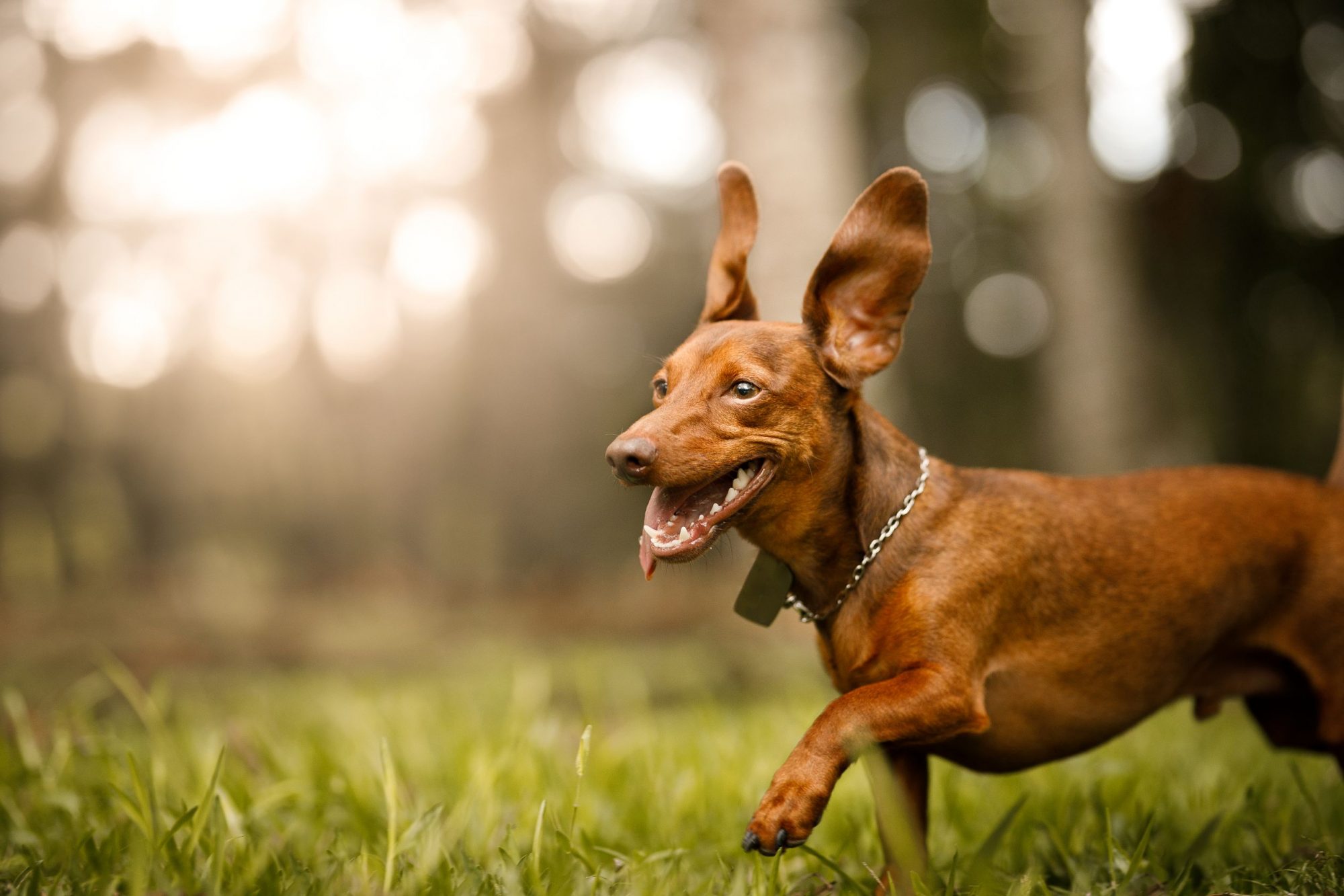A dog with big ears running.