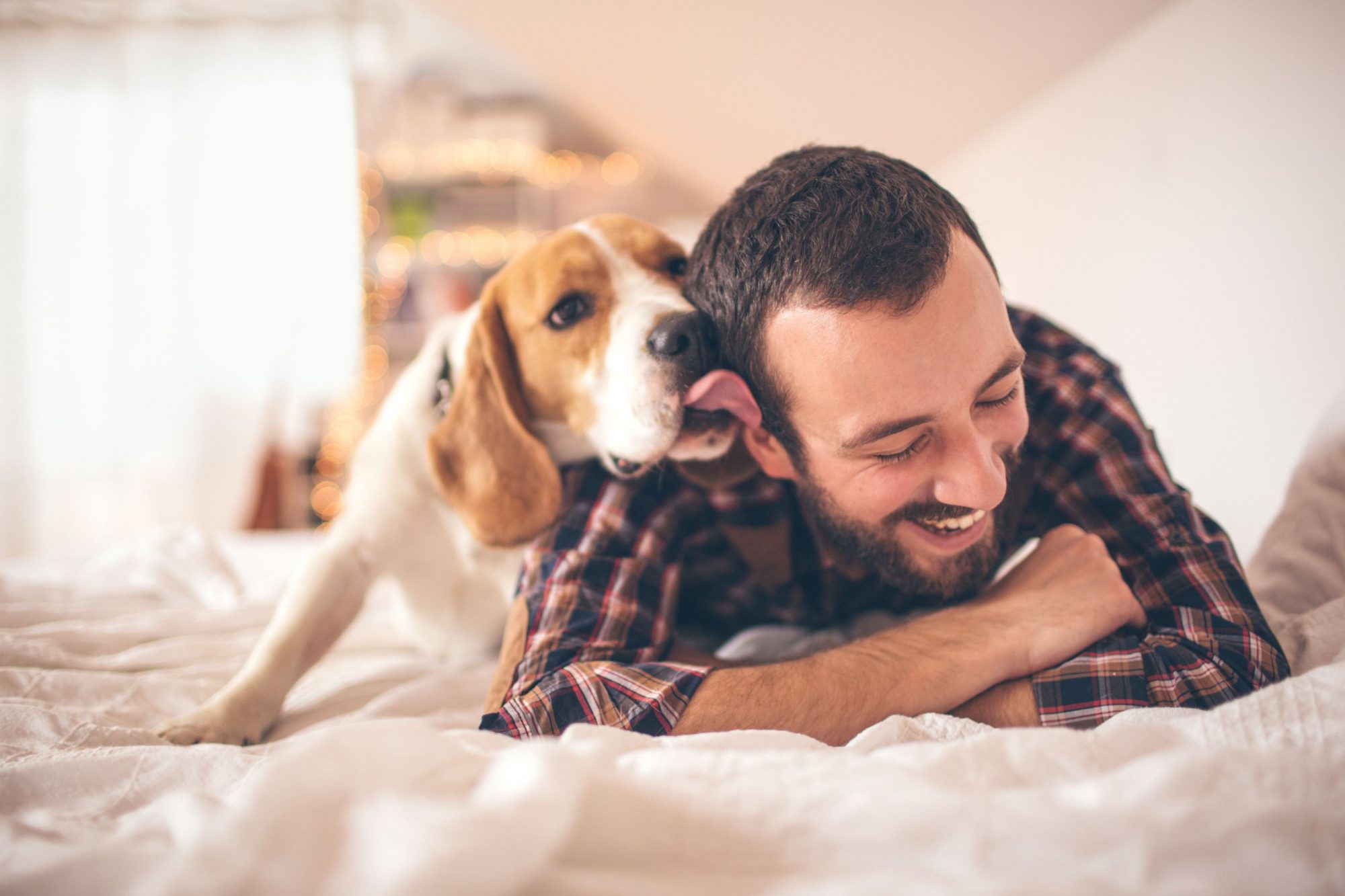 Hound dog licks his human.