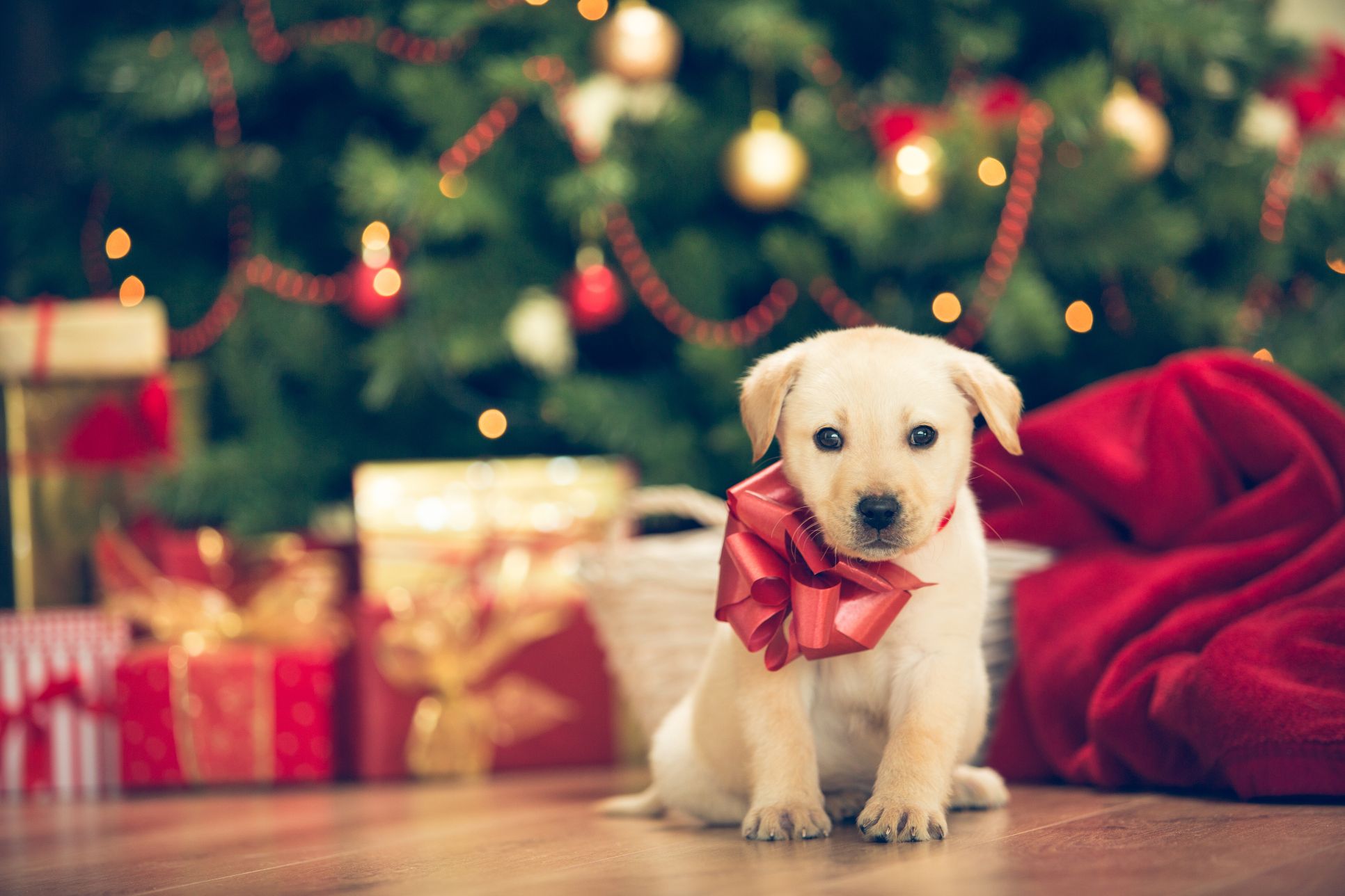 A puppy under christmas tree.