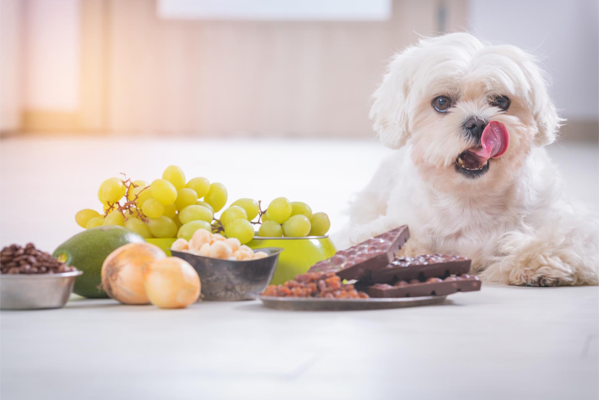 little dog in front of grapes and nuts.