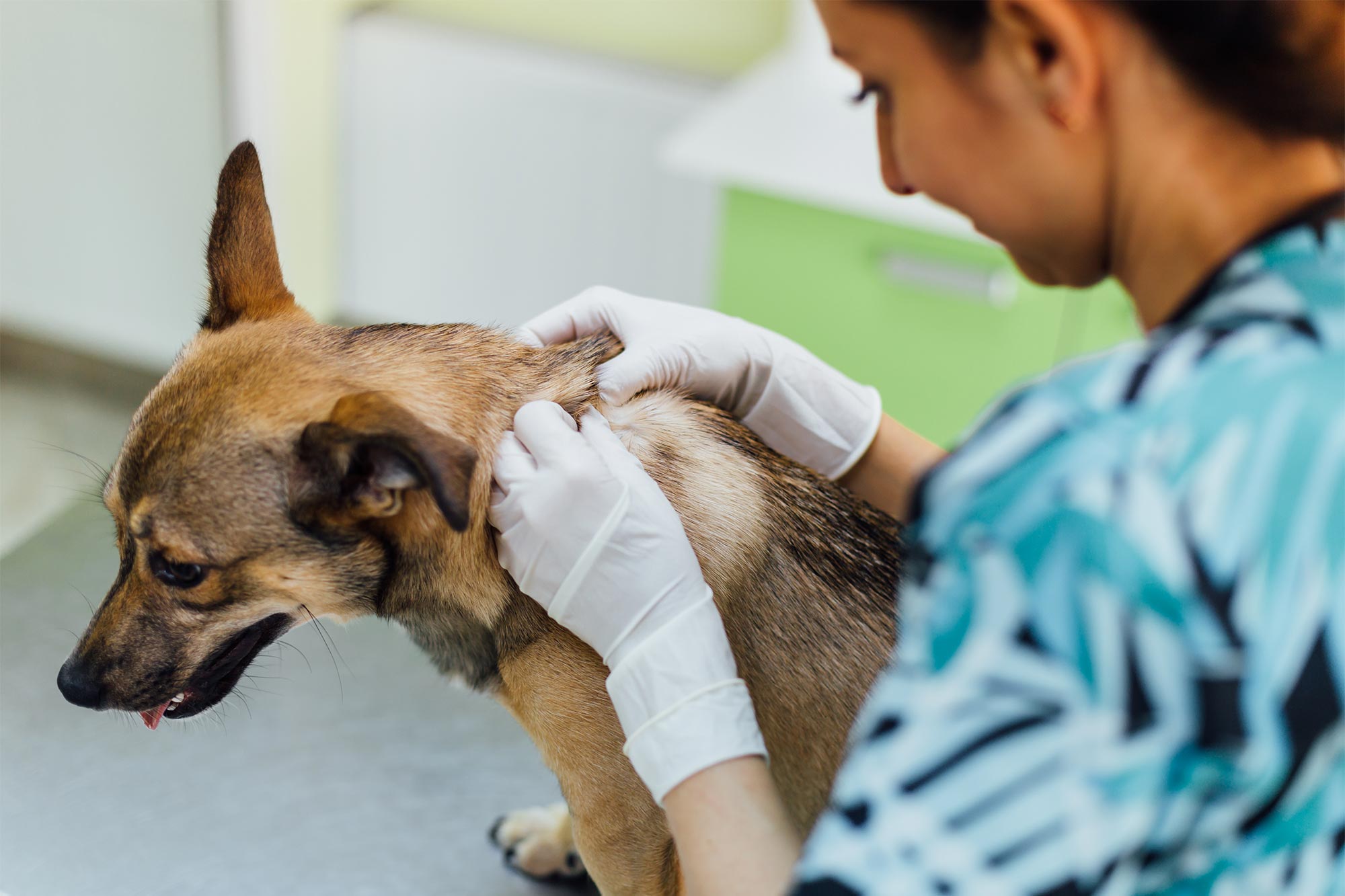 pet dermatology