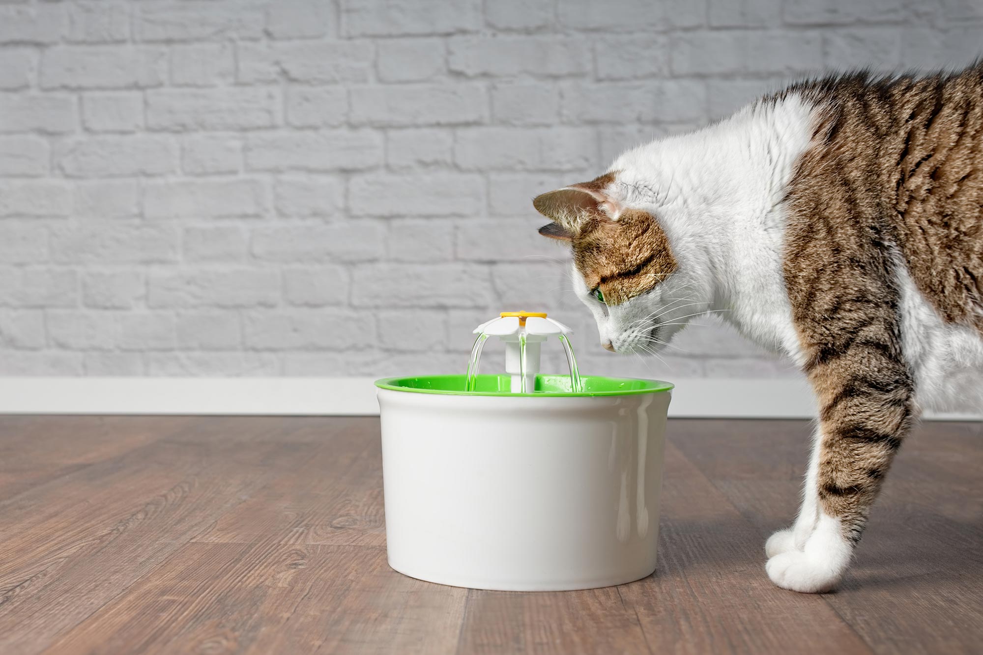 pet hydration