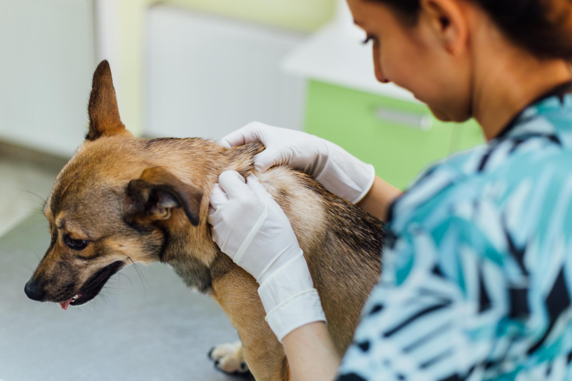pet dermatology.
