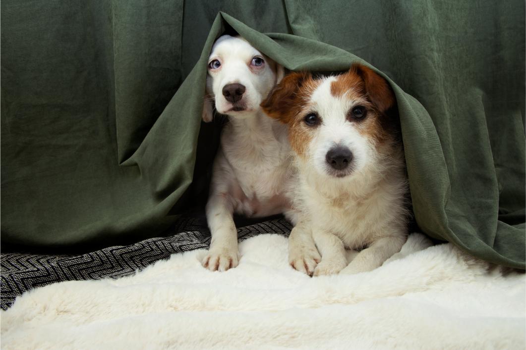 dogs hiding under blanket.