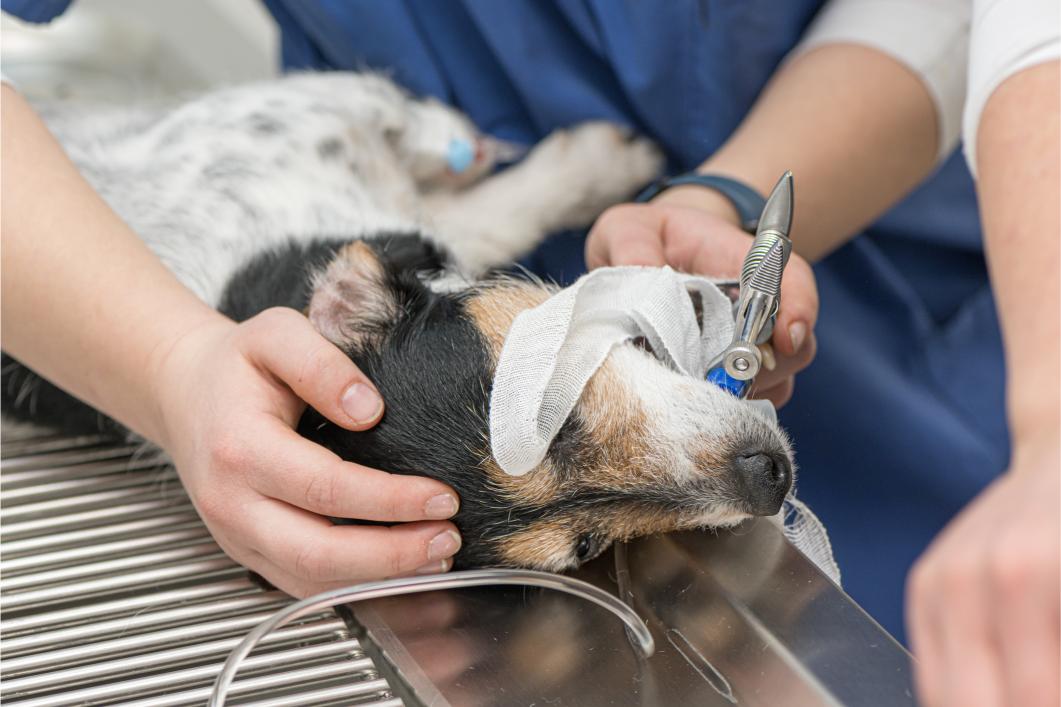 Animal Laparoscopic Surgery.