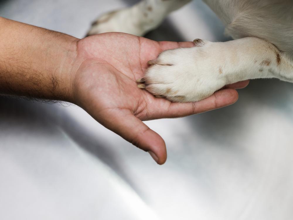 pet arthritis.