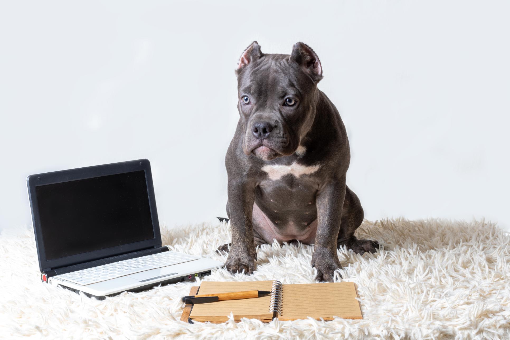 Dog with a laptop and notepad.