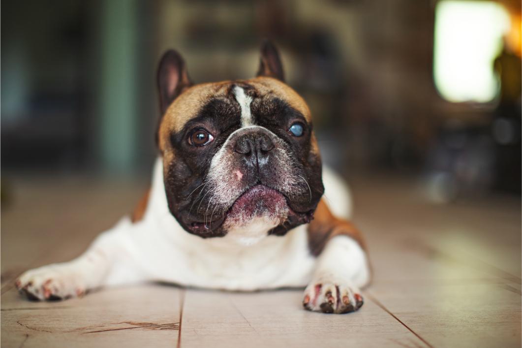 Old dog with cataracts.