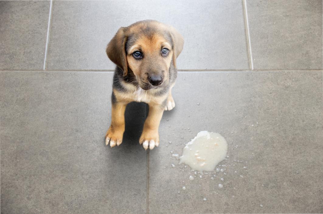 Dog vomit on the tile.