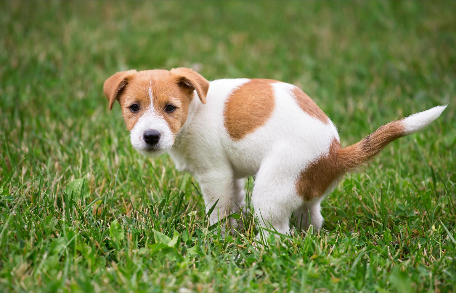 Puppy using the restroom. 
