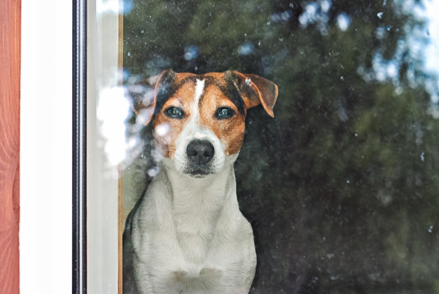 Puppy looking outside of the window in safety of home.