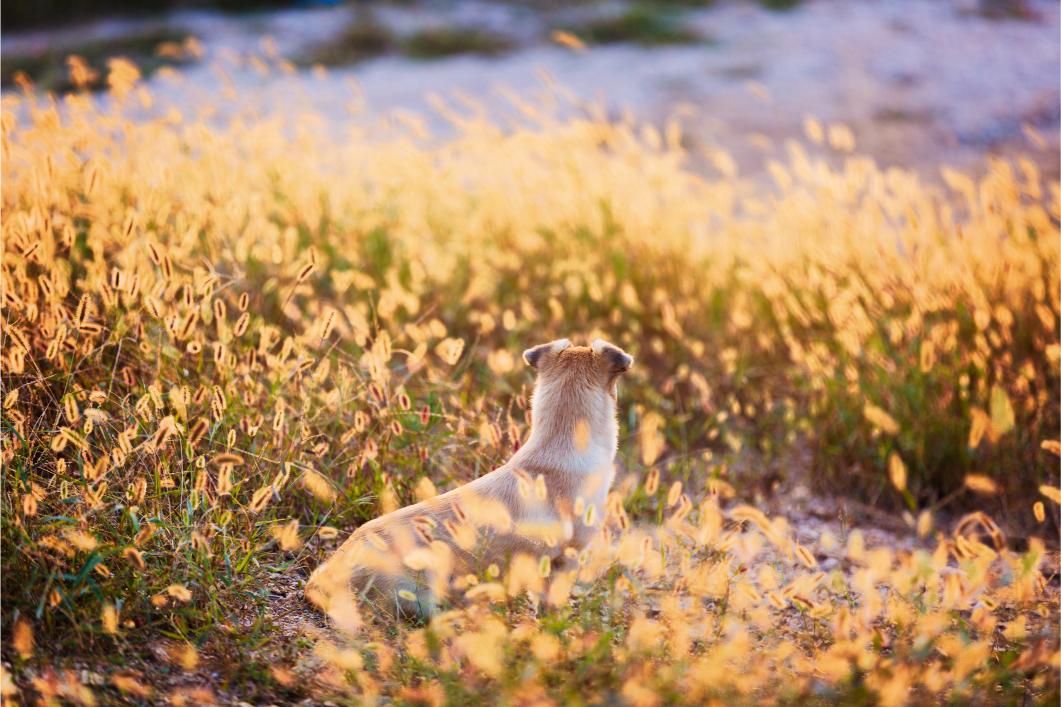 Dog sitting in grass.