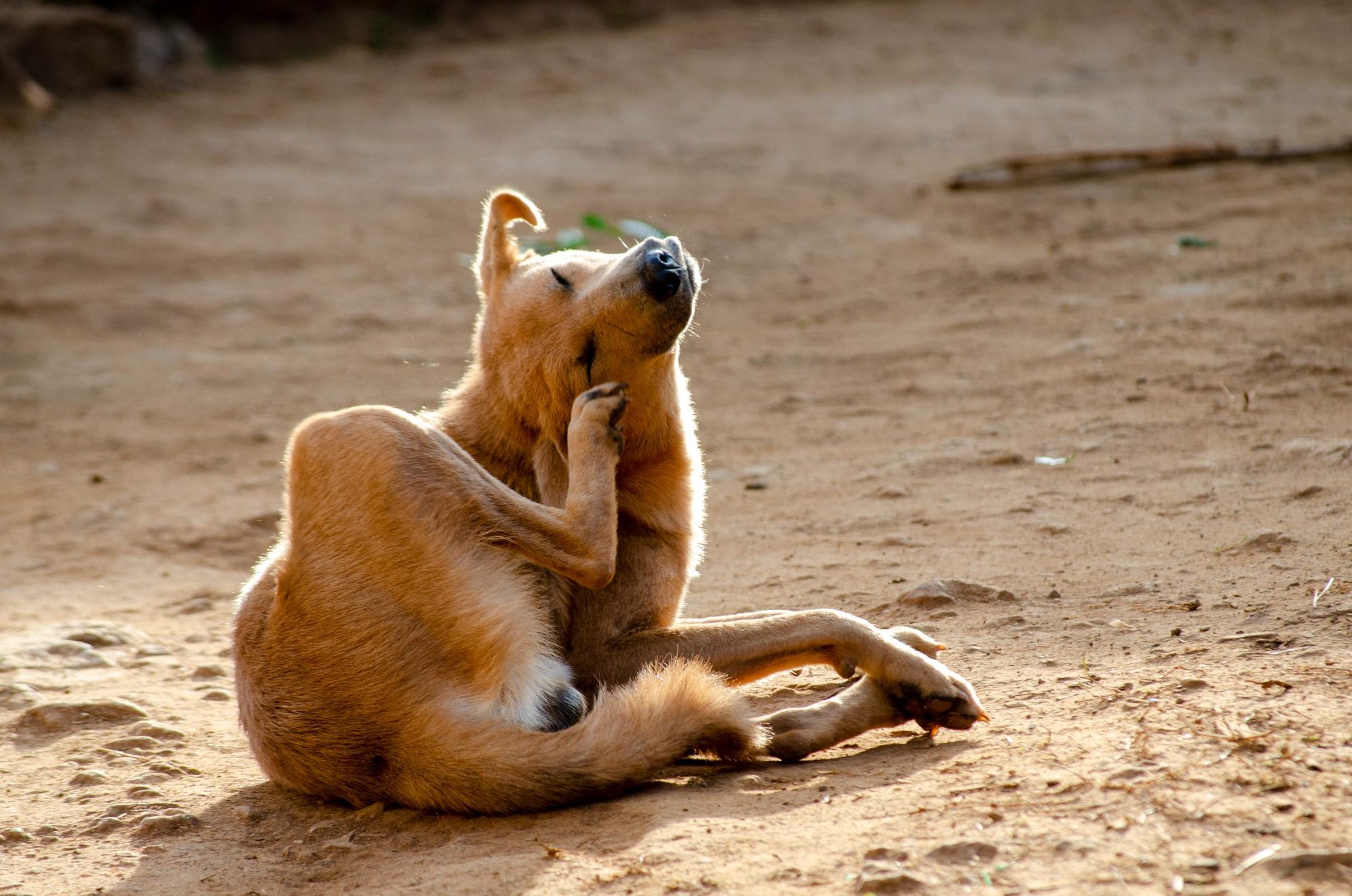 dog scratching itself outdoors in dry morning sunlight.