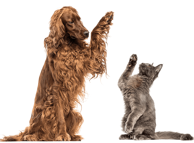 Dog/Cat Dog/Cat